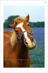 Horse Portrait by Anonymous