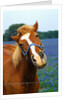 Horse Portrait by Anonymous