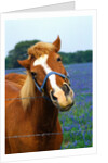Horse Portrait by Anonymous