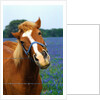 Horse Portrait by Anonymous
