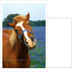 Horse Portrait by Anonymous