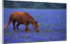 Horse Grazing Among Bluebonnets by Anonymous