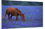 Horse Grazing Among Bluebonnets by Anonymous