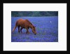 Horse Grazing Among Bluebonnets by Anonymous