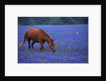 Horse Grazing Among Bluebonnets by Anonymous