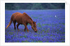 Horse Grazing Among Bluebonnets by Anonymous