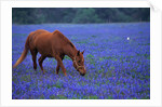 Horse Grazing Among Bluebonnets by Anonymous
