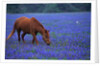 Horse Grazing Among Bluebonnets by Anonymous