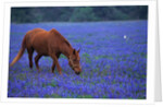 Horse Grazing Among Bluebonnets by Anonymous