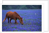 Horse Grazing Among Bluebonnets by Anonymous