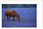 Horse Grazing Among Bluebonnets by Anonymous