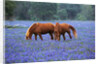 Horses Grazing Among Bluebonnets by Anonymous