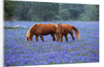 Horses Grazing Among Bluebonnets by Anonymous