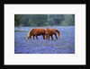 Horses Grazing Among Bluebonnets by Anonymous