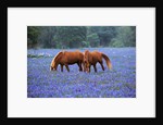 Horses Grazing Among Bluebonnets by Anonymous