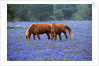 Horses Grazing Among Bluebonnets by Anonymous