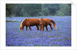 Horses Grazing Among Bluebonnets by Anonymous
