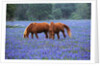 Horses Grazing Among Bluebonnets by Anonymous