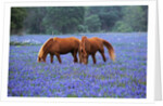 Horses Grazing Among Bluebonnets by Anonymous
