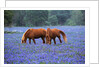 Horses Grazing Among Bluebonnets by Anonymous