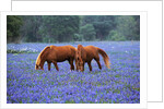 Horses Grazing Among Bluebonnets by Anonymous