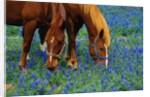 Horses Grazing Among Bluebonnets by Anonymous