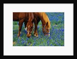Horses Grazing Among Bluebonnets by Anonymous