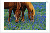 Horses Grazing Among Bluebonnets by Anonymous
