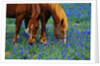Horses Grazing Among Bluebonnets by Anonymous
