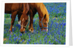 Horses Grazing Among Bluebonnets by Anonymous