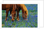 Horses Grazing Among Bluebonnets by Anonymous
