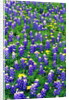 Bluebonnets and Flax by Anonymous