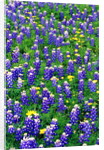 Bluebonnets and Flax by Anonymous