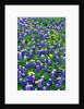 Bluebonnets and Flax by Anonymous