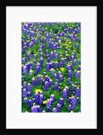 Bluebonnets and Flax by Anonymous