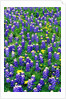 Bluebonnets and Flax by Anonymous