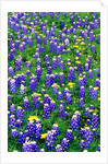 Bluebonnets and Flax by Anonymous