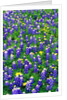 Bluebonnets and Flax by Anonymous