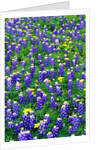 Bluebonnets and Flax by Anonymous