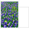 Bluebonnets and Flax by Anonymous