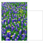 Bluebonnets and Flax by Anonymous