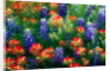 Bluebonnets and Paint Brush by Anonymous