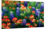Bluebonnets and Paint Brush by Anonymous