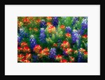 Bluebonnets and Paint Brush by Anonymous