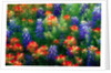 Bluebonnets and Paint Brush by Anonymous