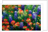 Bluebonnets and Paint Brush by Anonymous