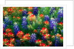Bluebonnets and Paint Brush by Anonymous