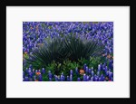 Bluebonnets Surrounding a Yucca Shrub by Anonymous