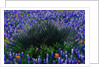 Bluebonnets Surrounding a Yucca Shrub by Anonymous
