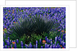 Bluebonnets Surrounding a Yucca Shrub by Anonymous